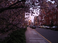 Chelsea Pink Tree.jpg